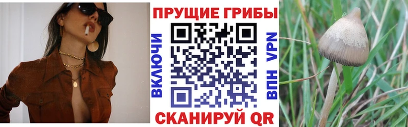 Псилоцибиновые грибы Psilocybe  Касимов 
